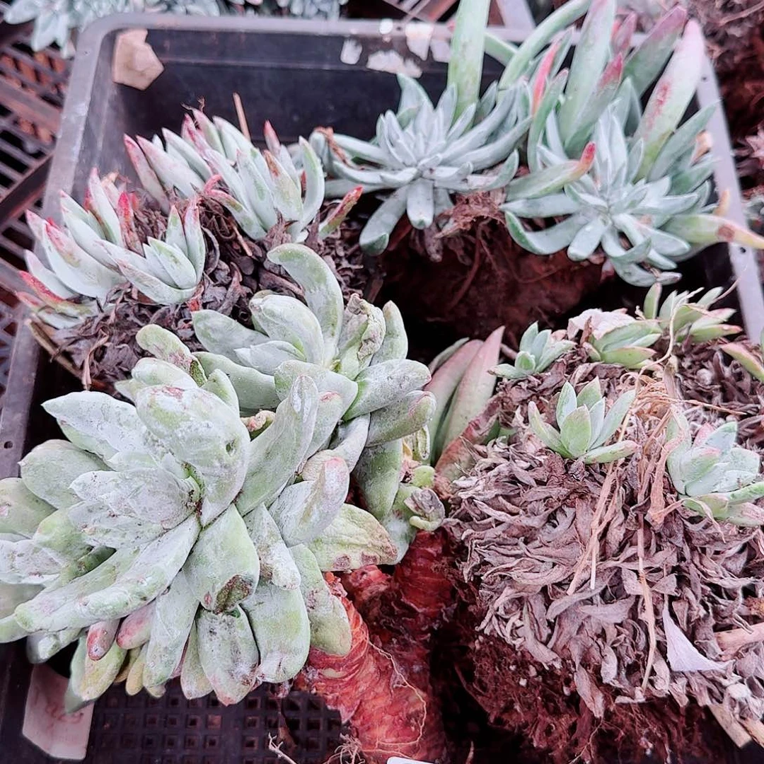 9663瑕疵框拍不售后