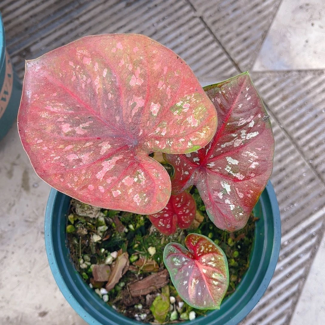 完全开放泰彩一物一拍2