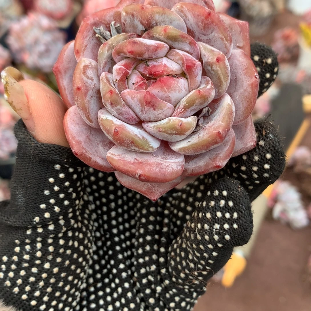 哈哈哈哈哈哈哈哈石榴籽