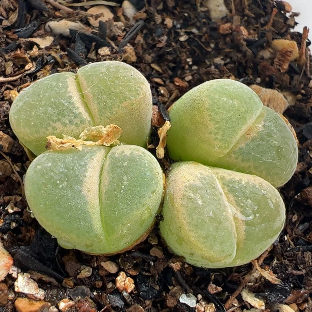 055多肉植物百科