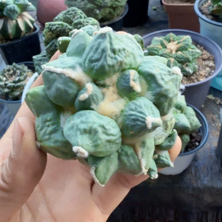 264自根蛋怒牡丹仙人球