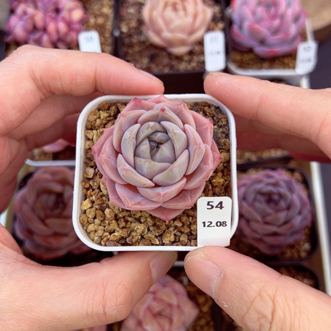 好好看54、哈哈哈哈哈