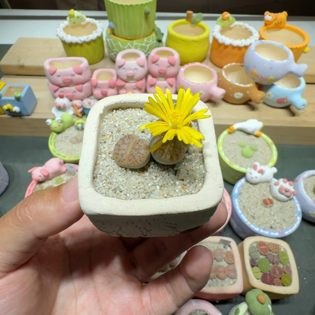 蘑菇300曲玉曲玉