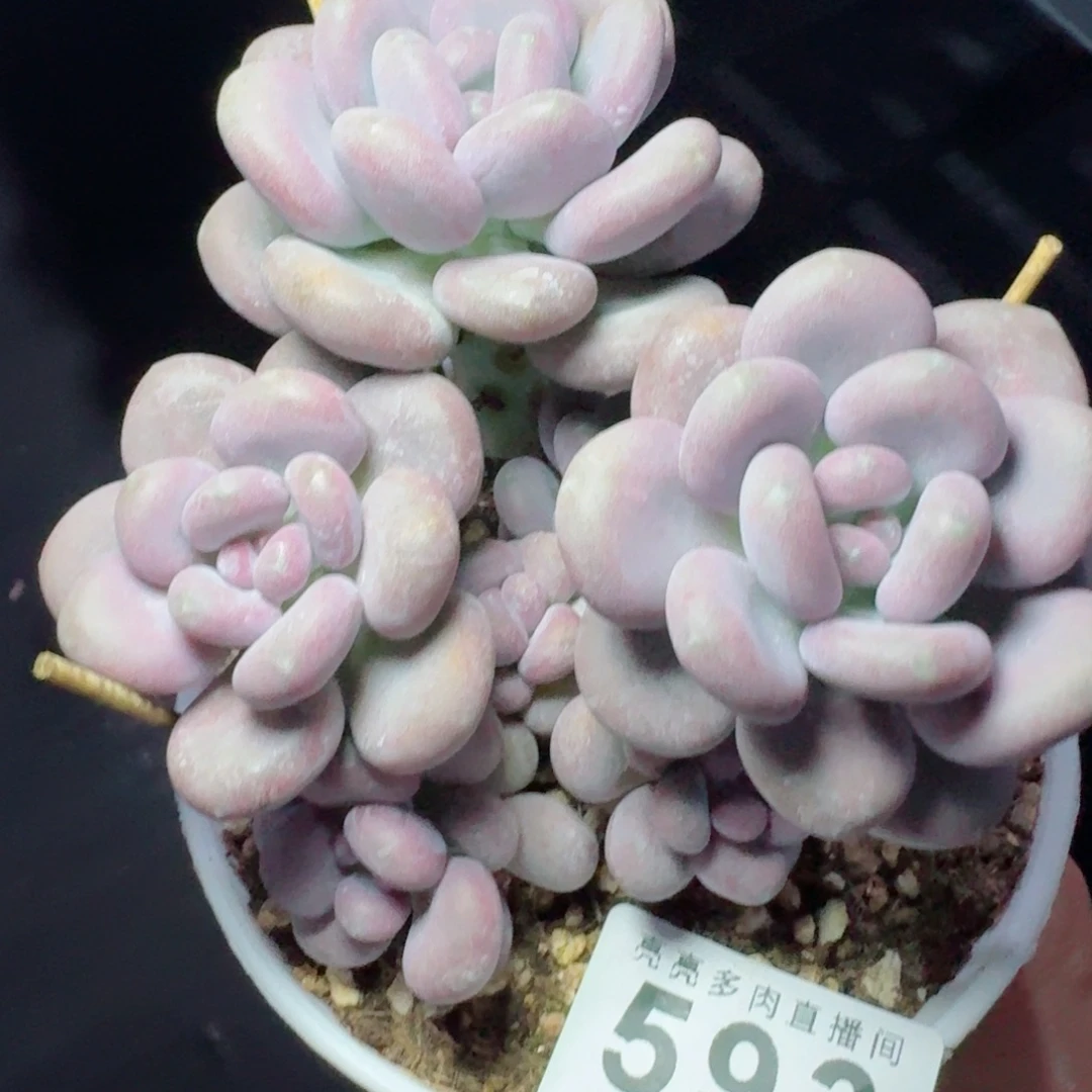 奶酪老桩      愿你一路坦途，乘风破浪展宏图