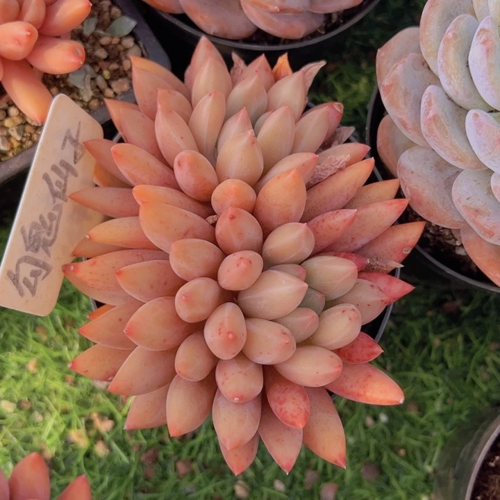 健健康康平平安安