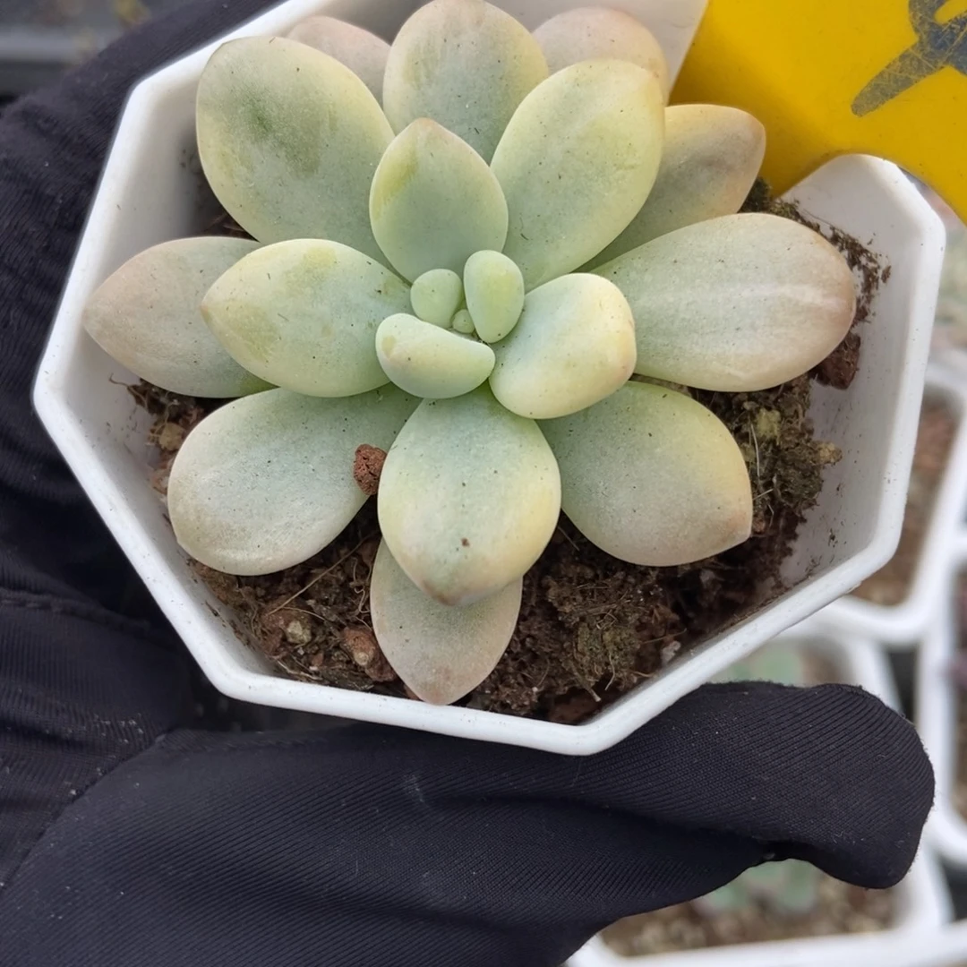 914洛神锦多肉植物