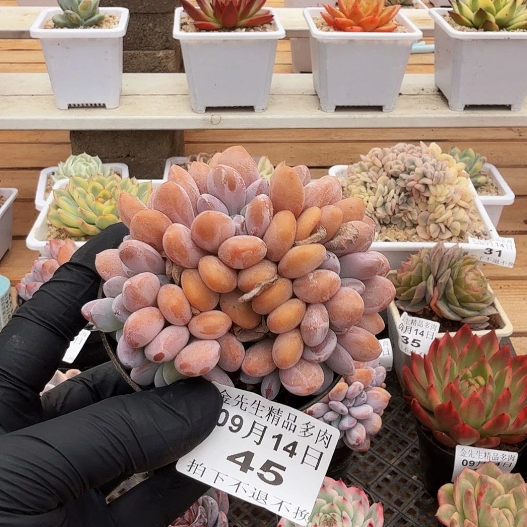 0914-45粉兔小缀化