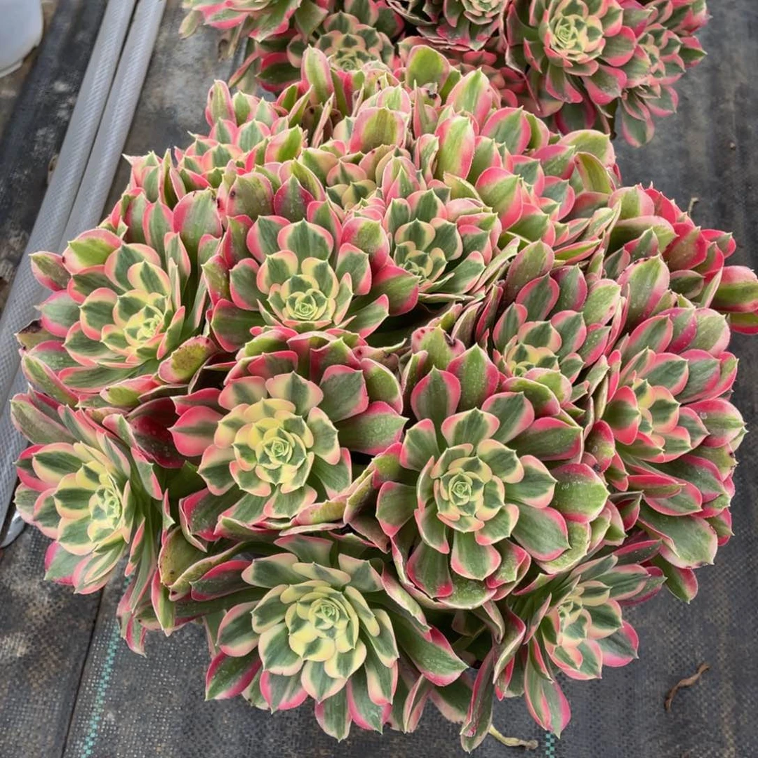 泽*332初恋精品法师多肉