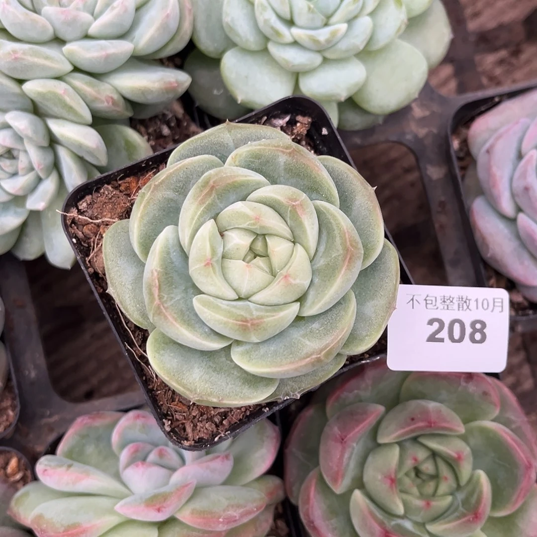 阿雅园艺。      208