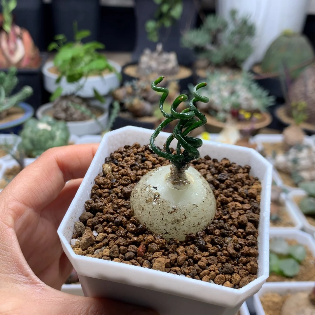 钢丝弹簧草带盆745