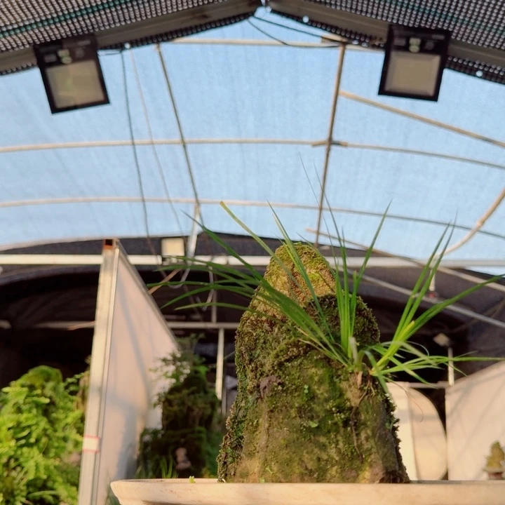 无花朵菖蒲不含盆