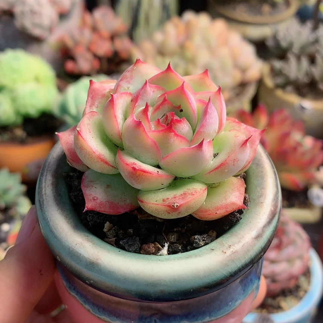 【闪购商品】侧影带盆