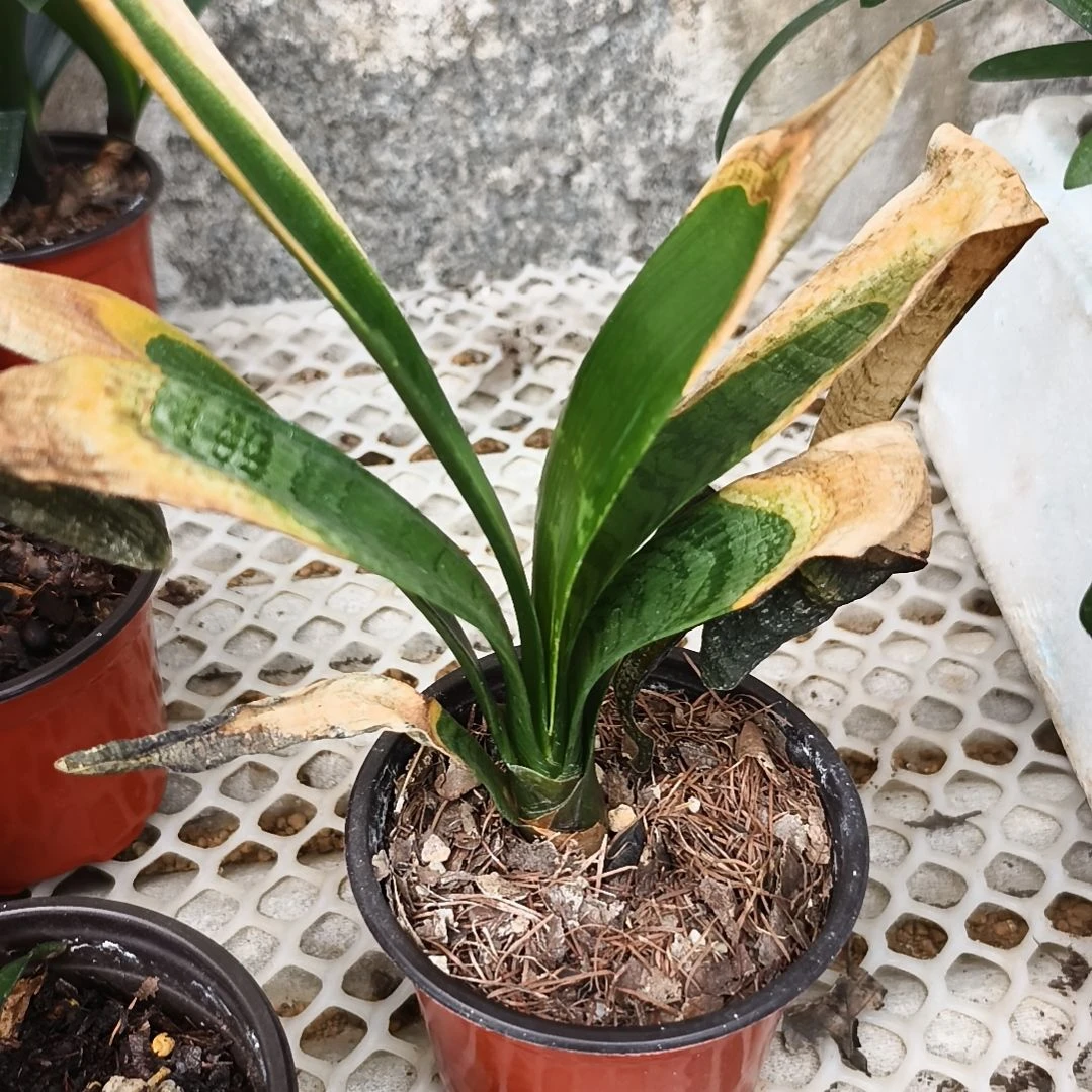 ∝****完全开放斑苗残叶特惠一棵