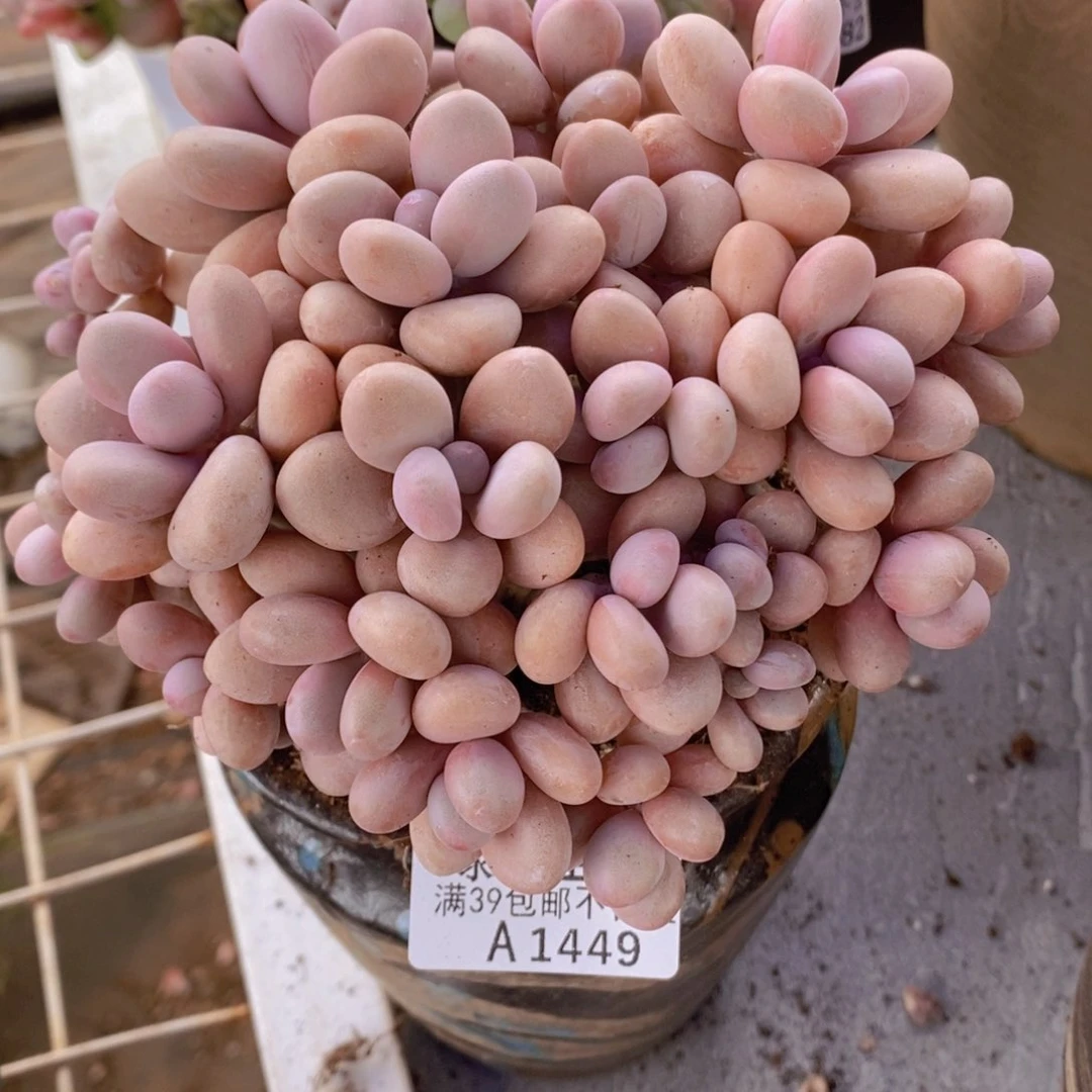 糖果桃蛋老桩13cm1449多肉植物