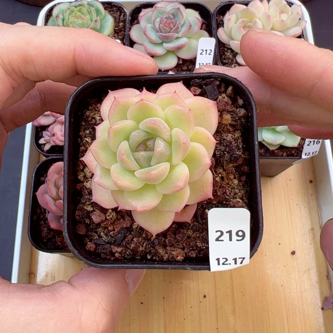 好好看219、哈哈哈哈