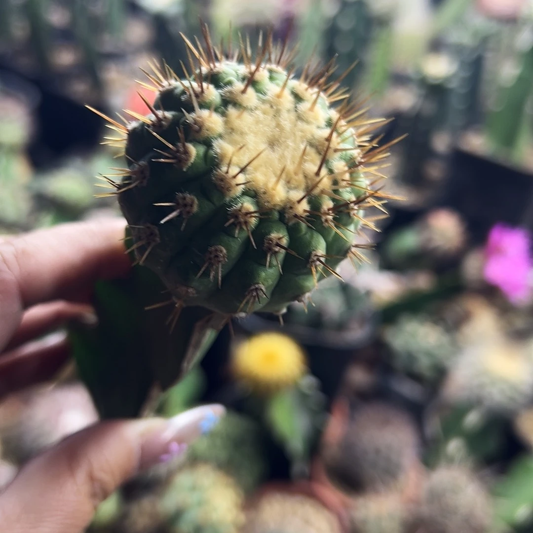 金刺孤龙仙人球11111111