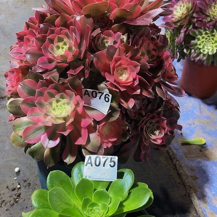 福利香妃076.绿玫瑰送075