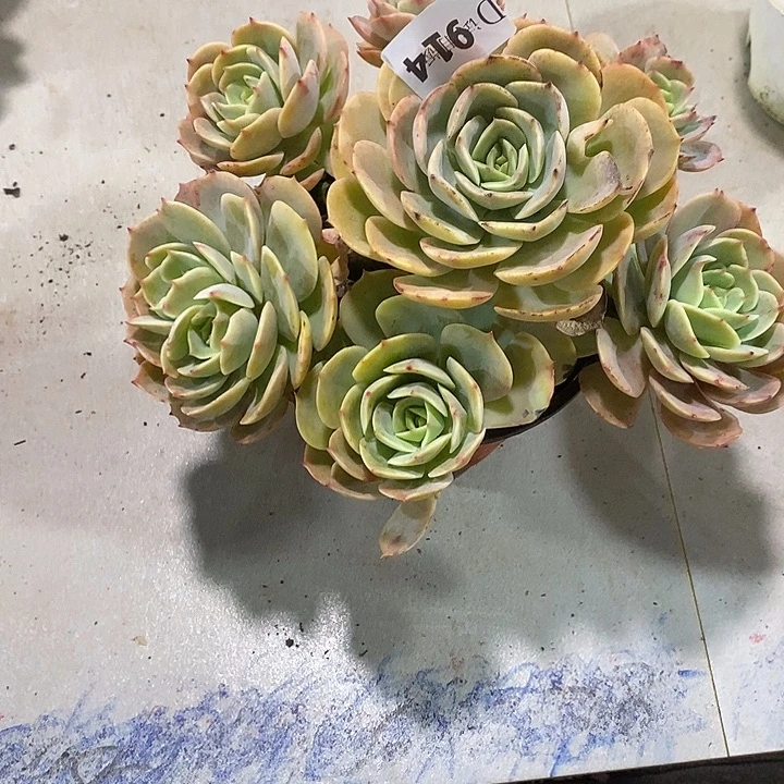 酒***酒914白雪公主多肉12鲁氏6