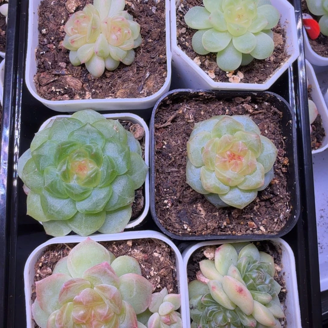 87号组合套餐6颗一物一拍