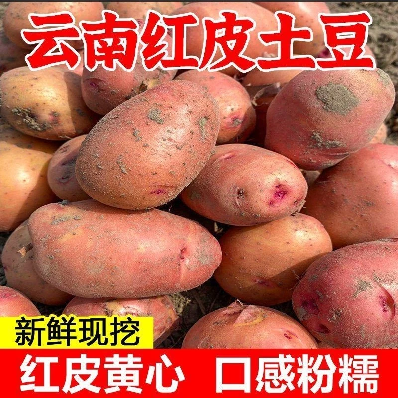【粉糯】2025年正宗云南高原红皮土豆新鲜蔬菜马铃薯精品新鲜蔬菜