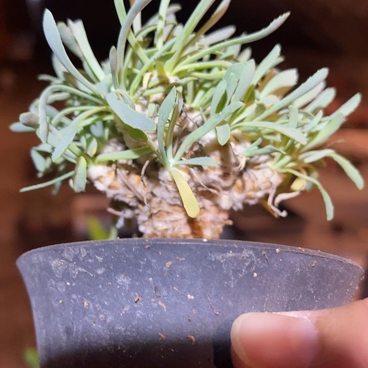 满38包邮2天凑单，脱土晾根发货多肉植物刨花厚敦菊