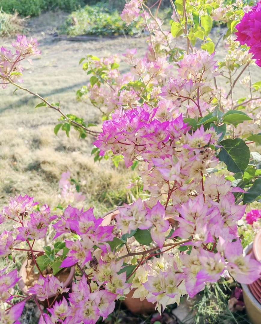 重瓣怡景三角梅 原生袋苗包对版不包huo 无售后