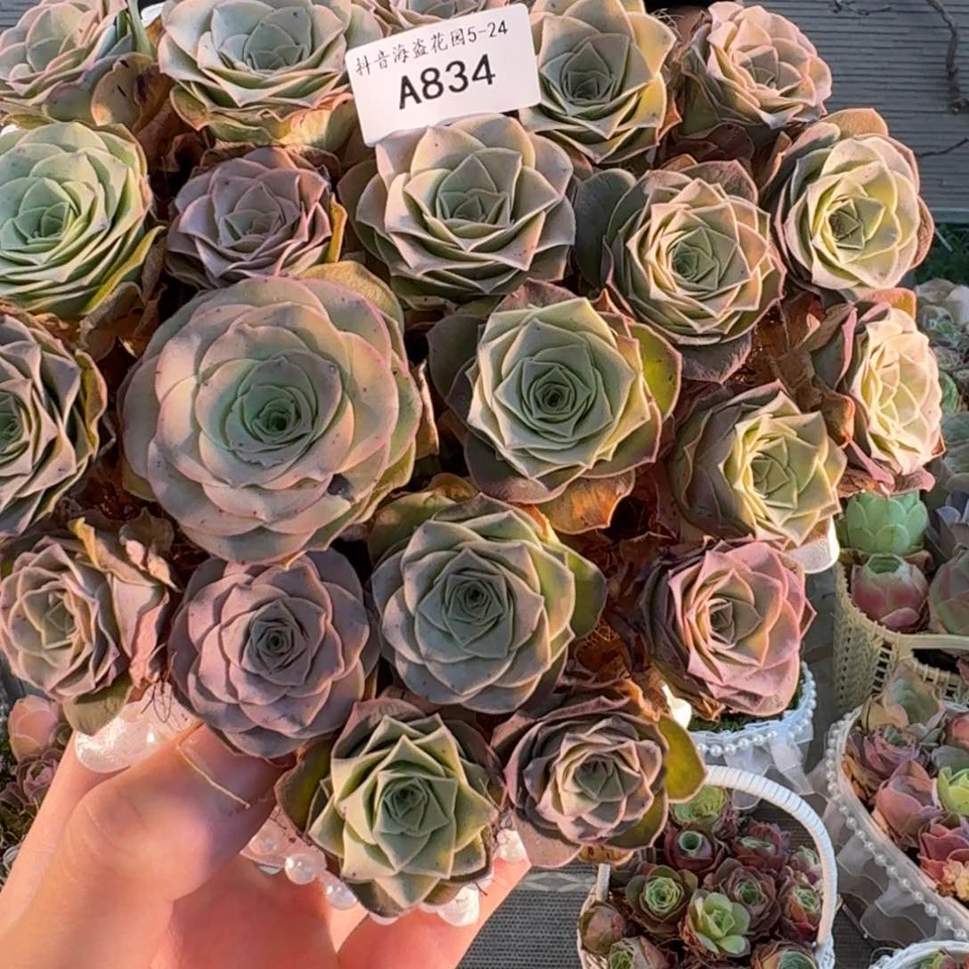 ✨****✨A834 黄金帕尔马系列亚克力花盒