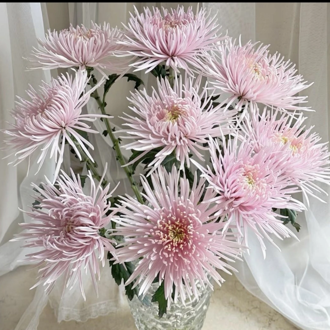 奥利粉烟花菊（任意两单包邮，一单需要补运费）