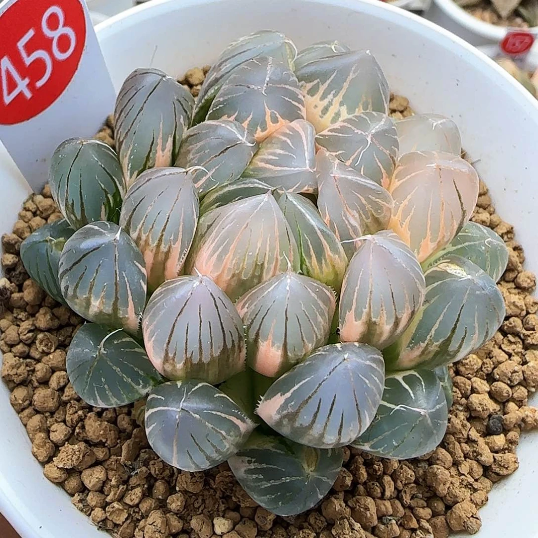 458号大型非组霓虹灯一物一拍带盆土