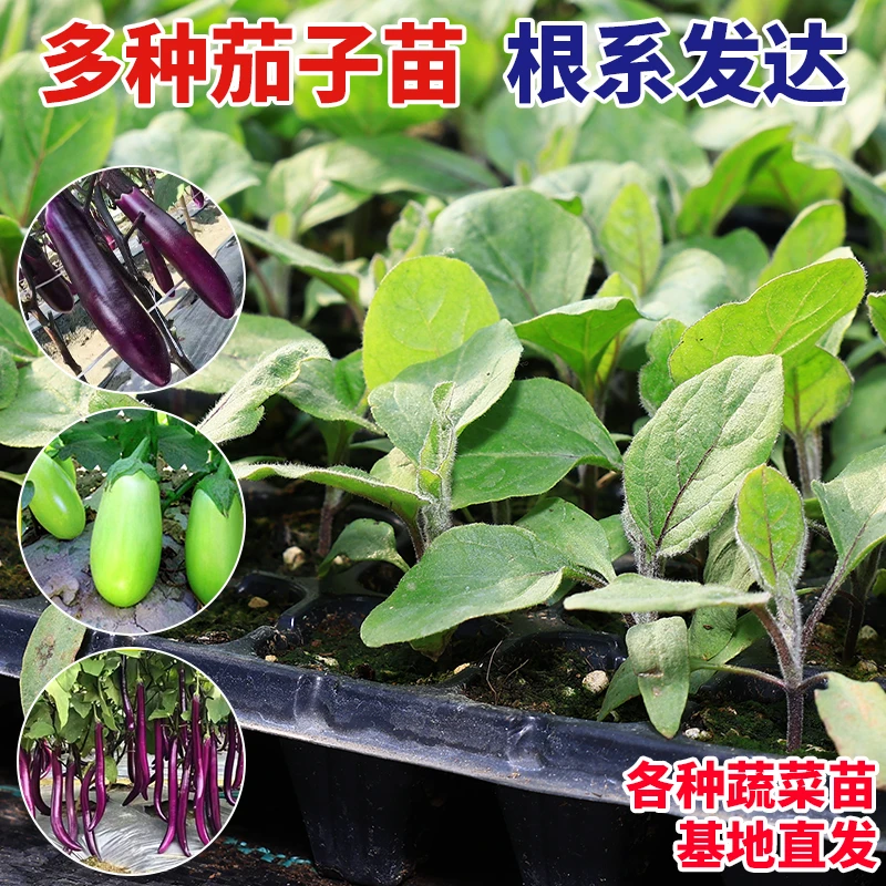 高产茄子秧苗紫长茄苗黑长茄苗杭茄苗紫圆茄苗青茄苗四季阳台庭院