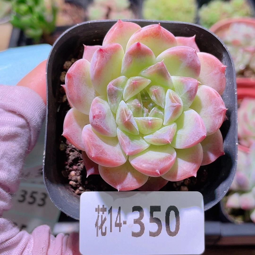 花利美14-350秘境冰魄