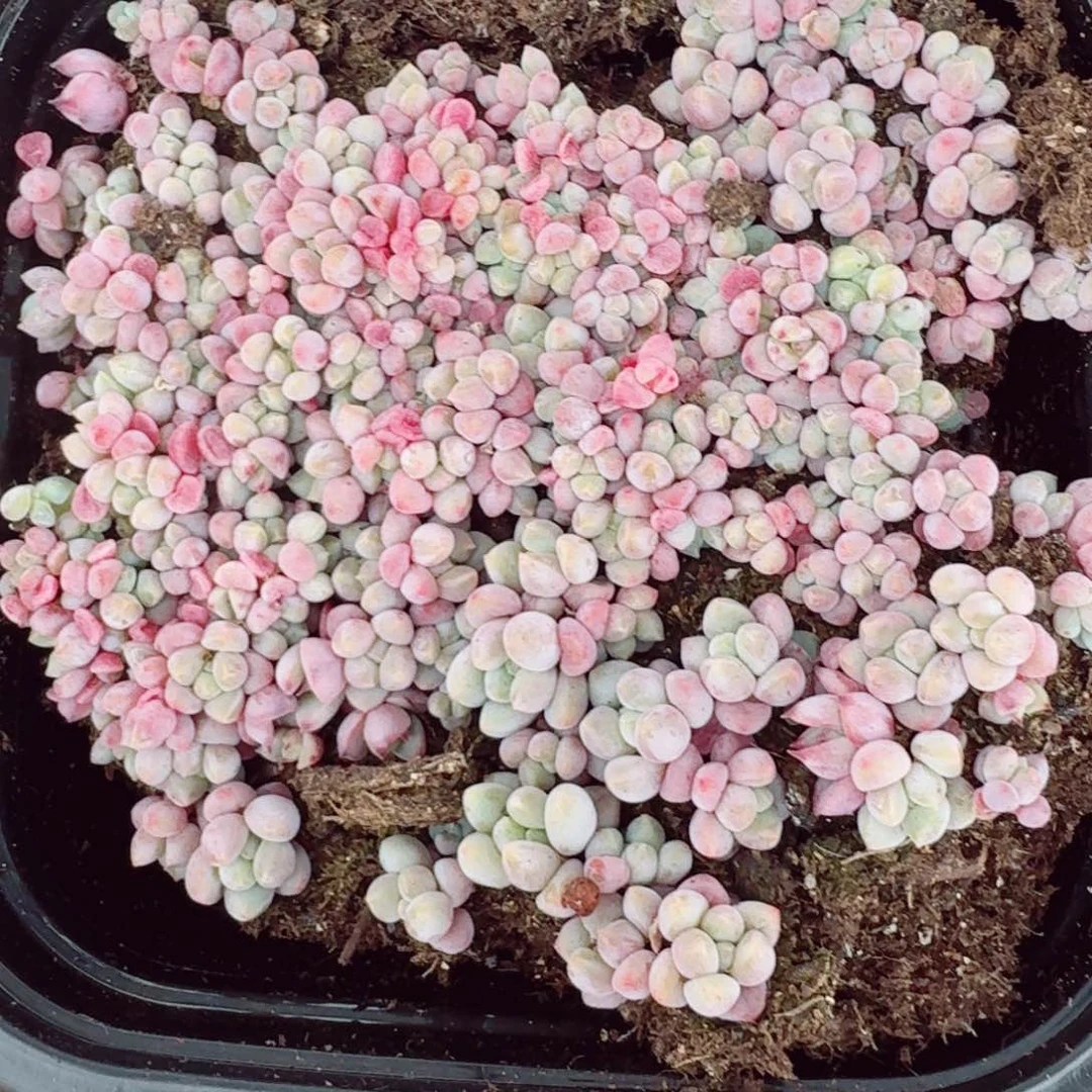 杂交新品珍妮多肉77量拍一份