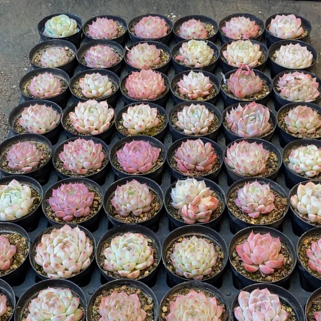 256的人在一起的时候我也