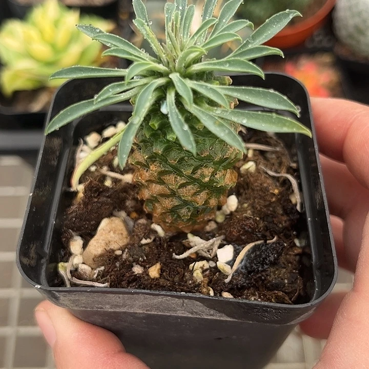 我也不知道我为什么要这样