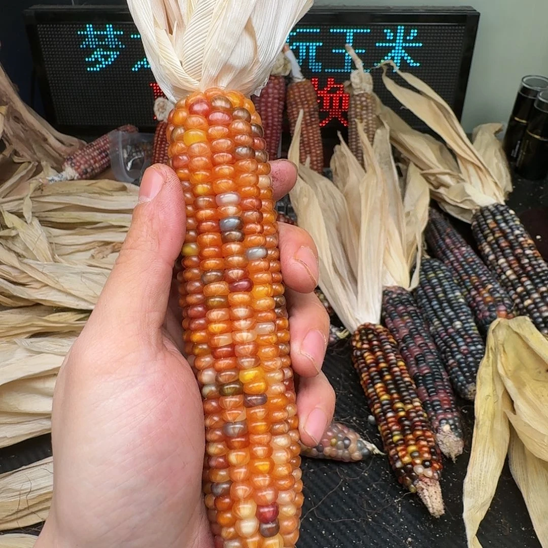 柏香籽/百香籽吊坠赫****粒