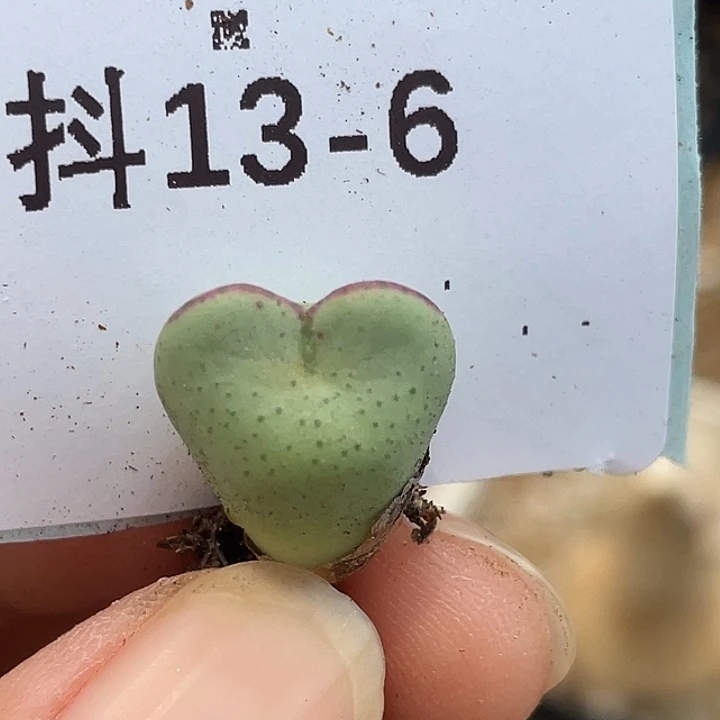 13-6爱心将多肉植物