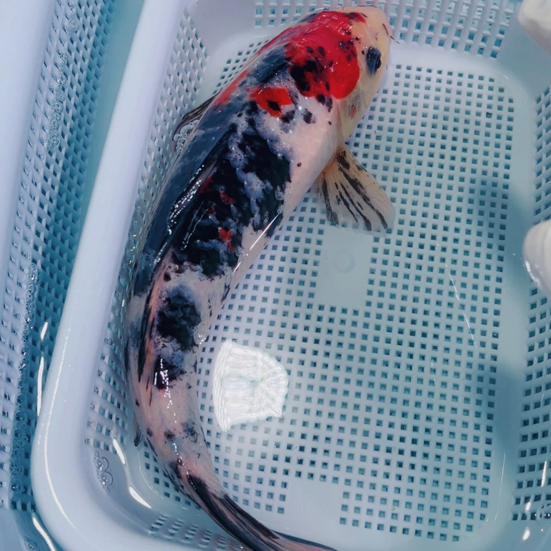 锦鲤锦鲤冷水鱼观赏128