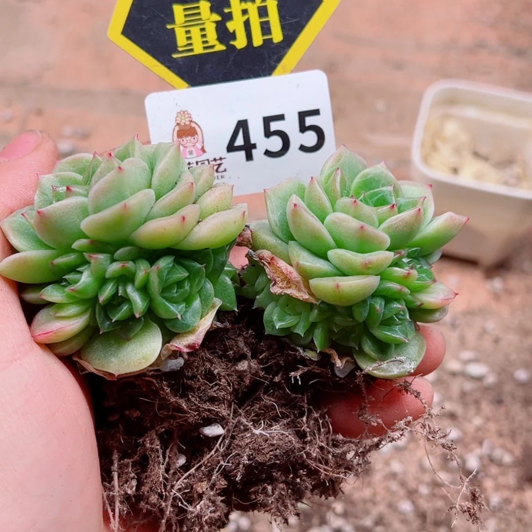 当前无花朵，栽培后可花朵