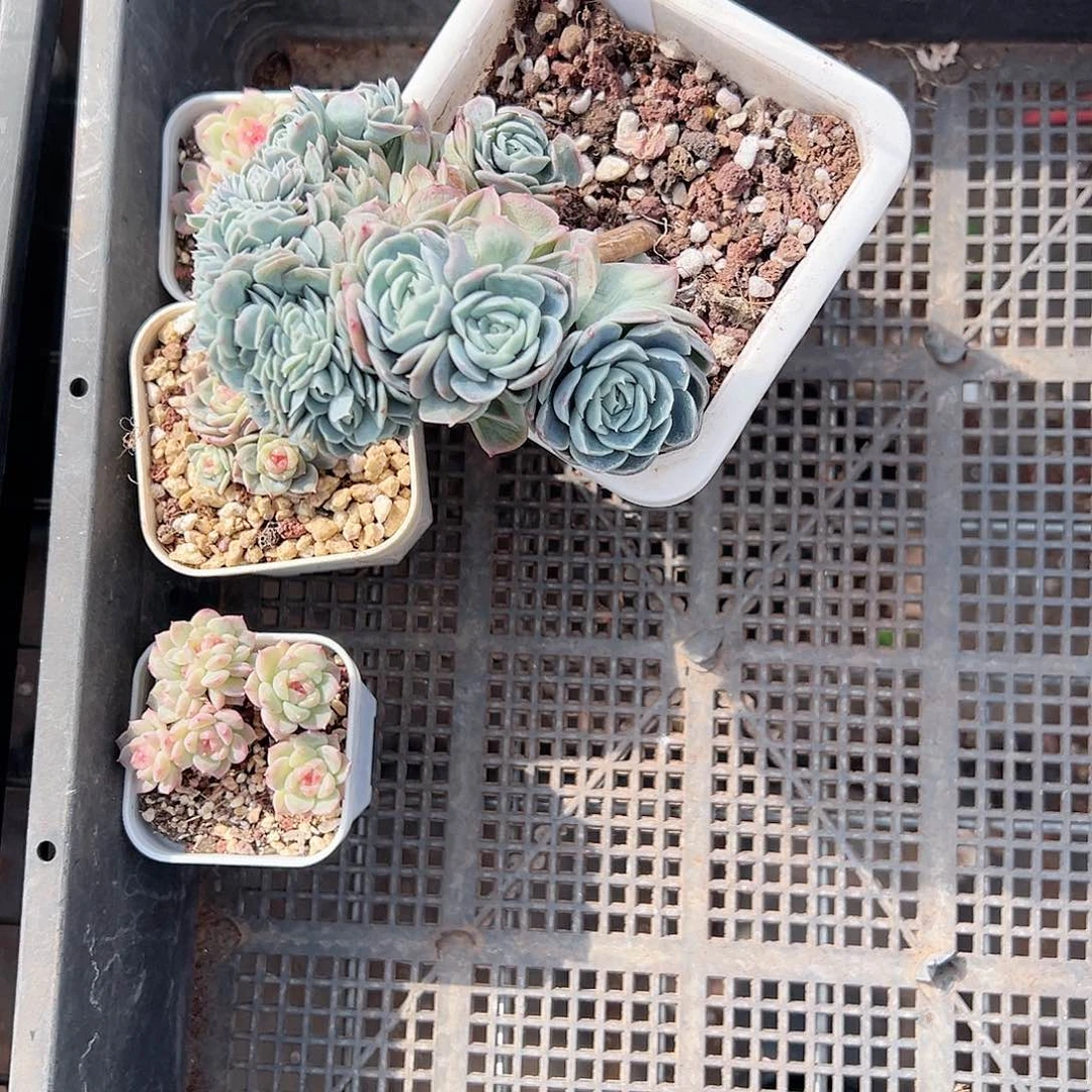 精品多肉十八包邮