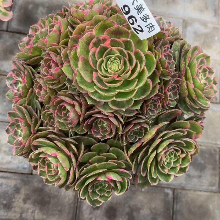 c*f粉花妖宝塔962肉肉