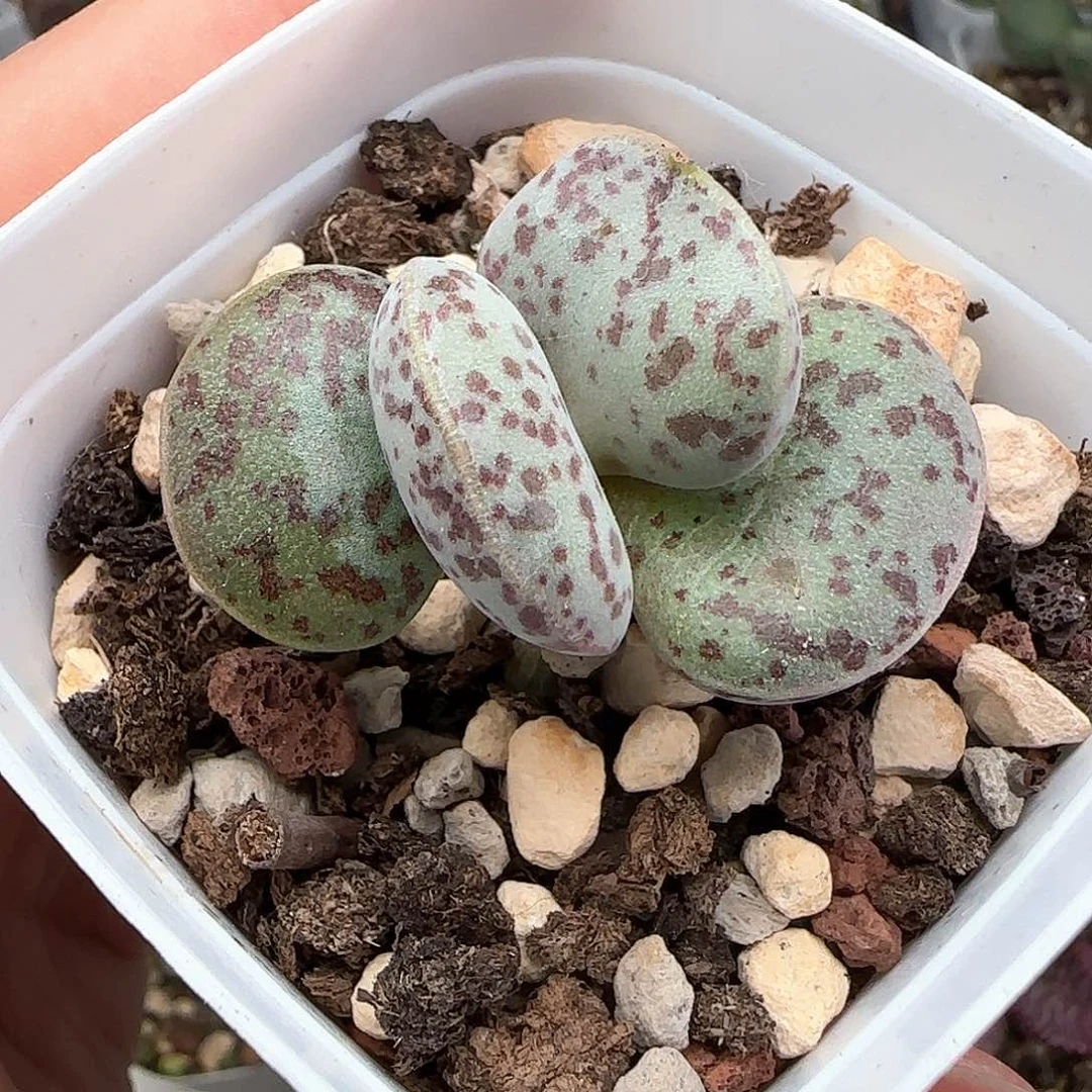 不***猫花蛋水泡多肉植物