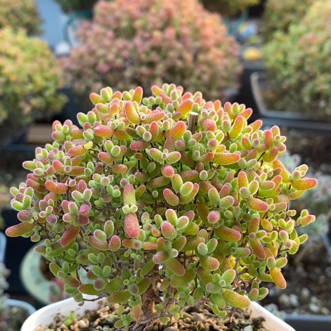 蜜橘糖球2726枝干番杏