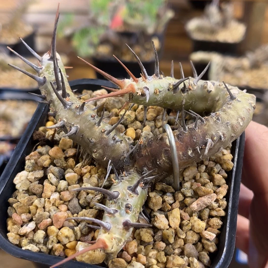 潮流植物 刺月界 三叉款