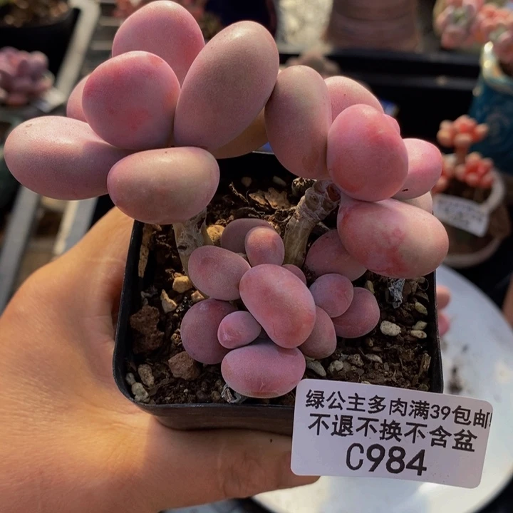 腰子桃蛋9cm984多肉植物