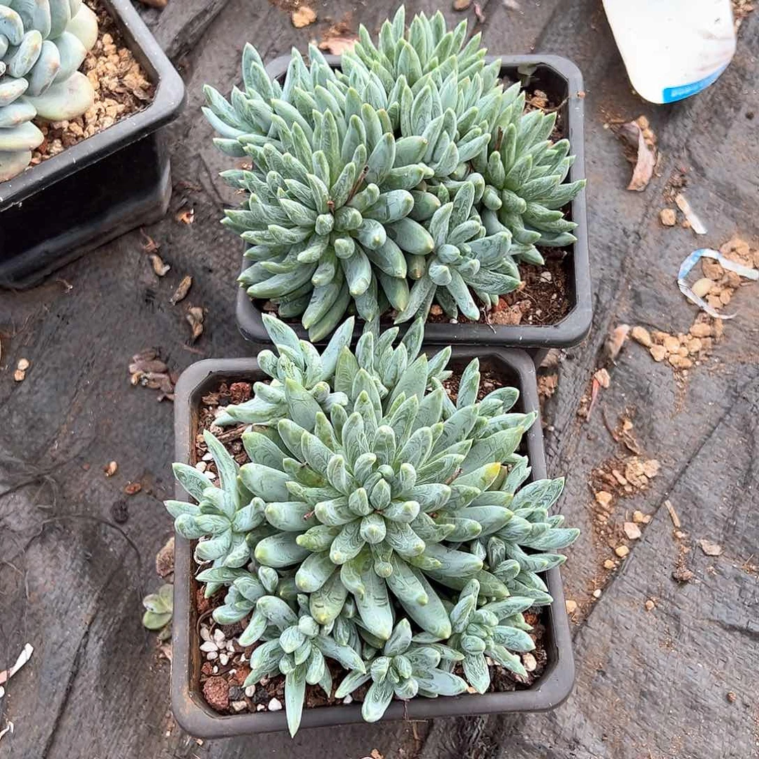*****多肉植物一物一拍