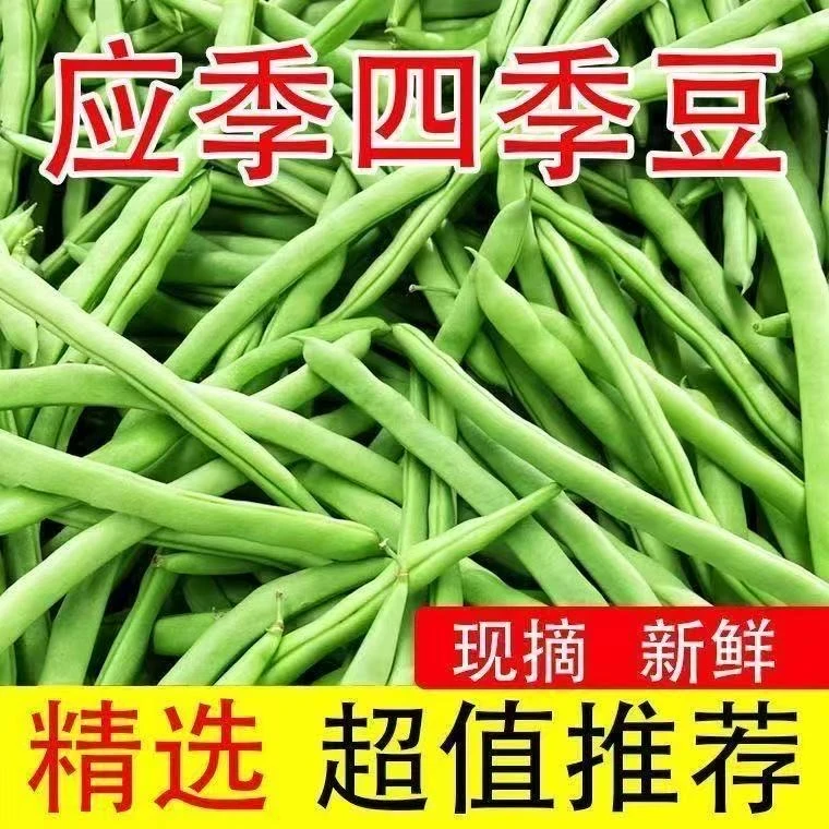 YJR云南新鲜现摘四季豆农家种植应季露天高原蔬菜1.2