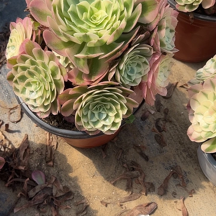 小****9.9-83倾城多肉植物1