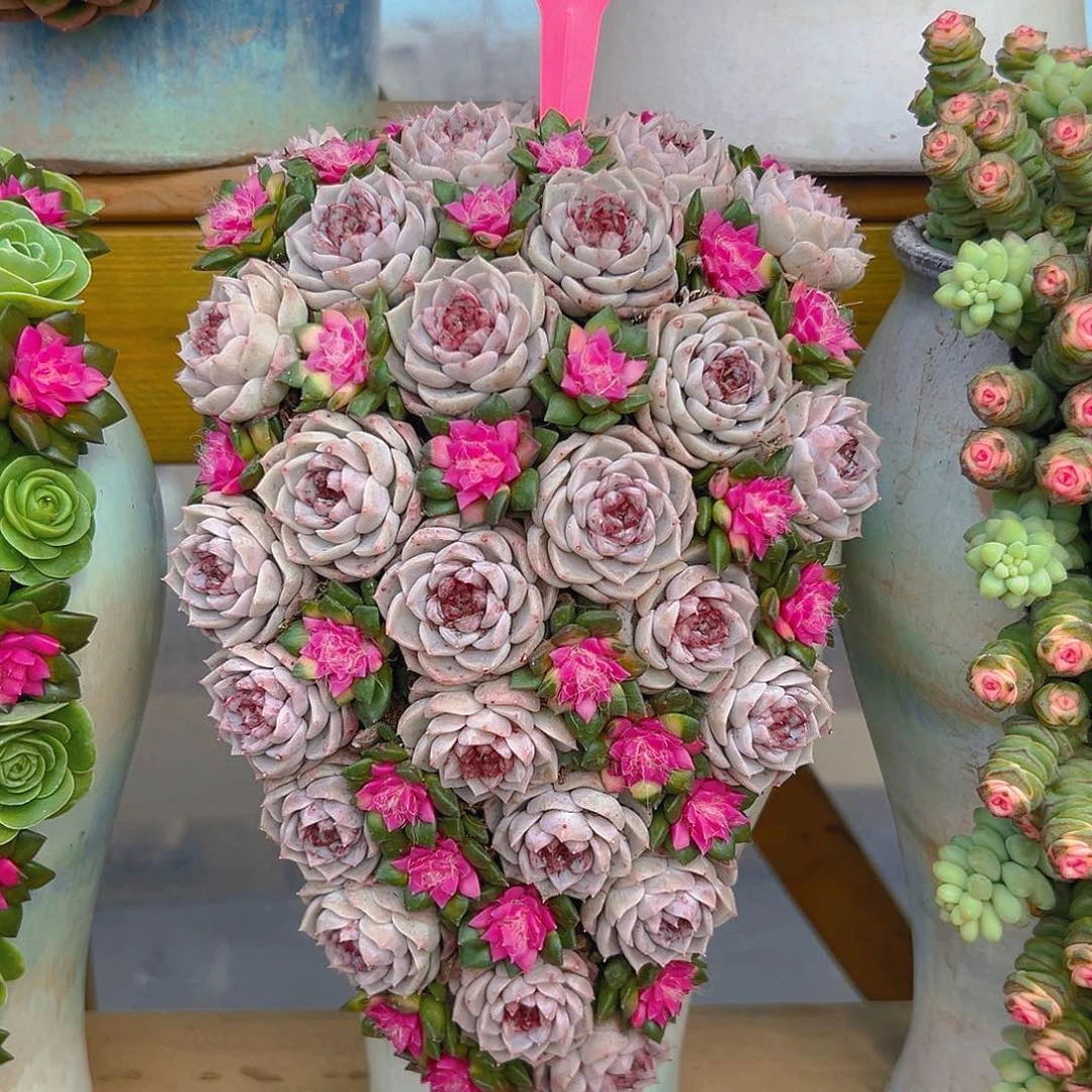 027天蛾湖多肉组合花园