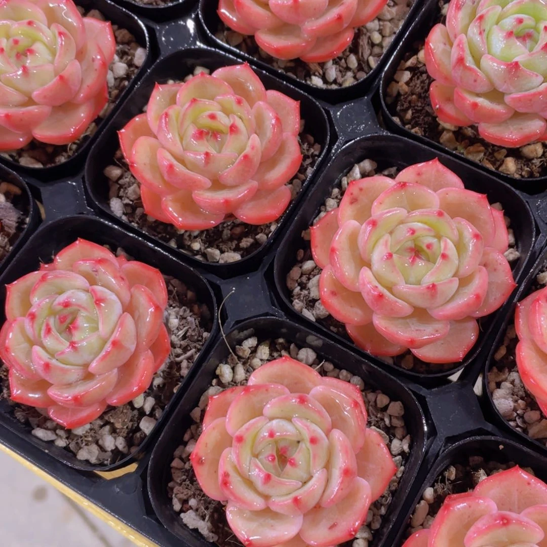 61号 宽叶郁金香单头一个