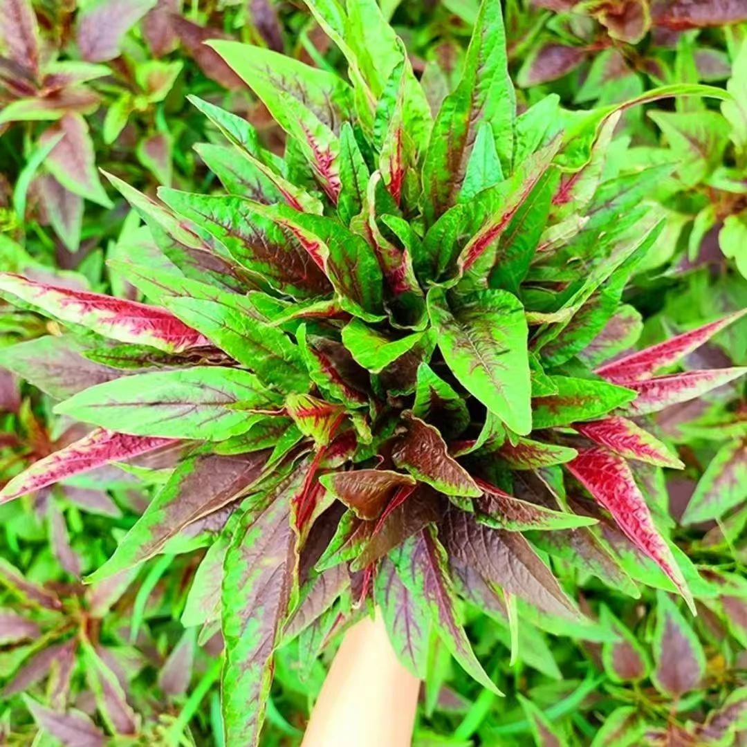 【全店满8包包邮】红柳叶苋菜种子